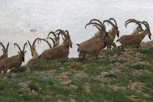 Kaçak avcılara ceza