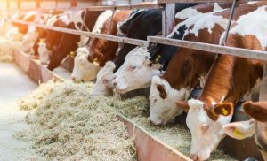 Hayvansal üretim verileri açıklandı